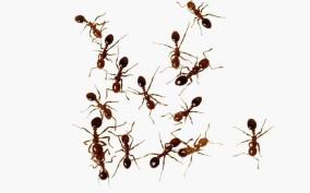 7-generation-paavam-remedy