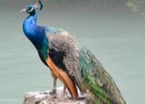 peacock-death
