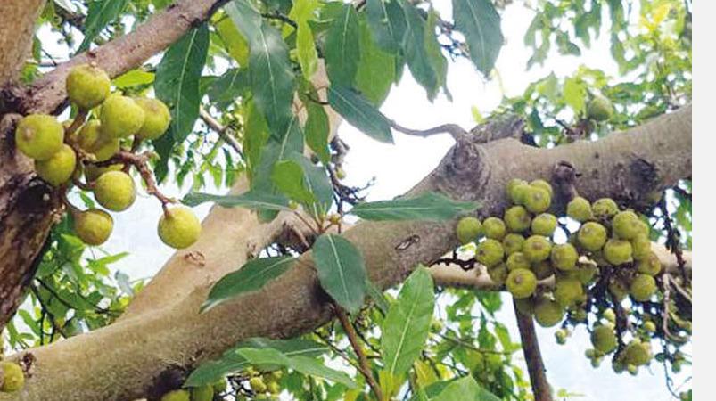 athi-maram-astrology-remedies