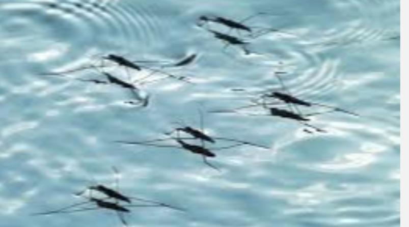 how-mosquitoes-walk-on-water