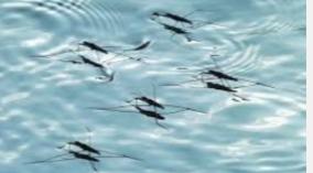 how-mosquitoes-walk-on-water