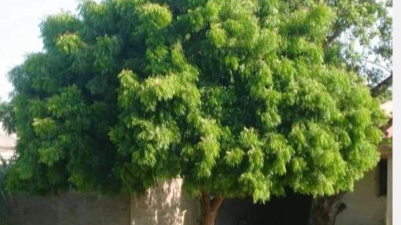 neem-tree-health-benefits