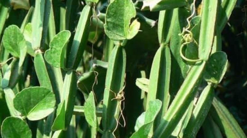 pirandai-medicine-health-tips