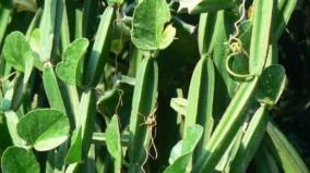 pirandai-medicine-health-tips