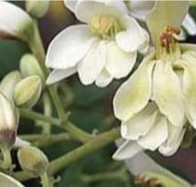 murungai-poovu-health-tips