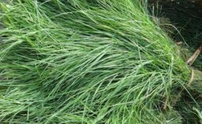 arugampul-juice-women-health-care-tips