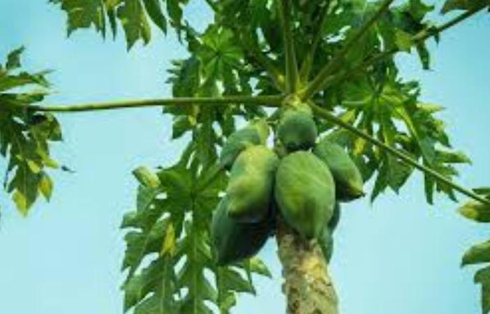 papaya-leaf-dengu-fever-health-tips