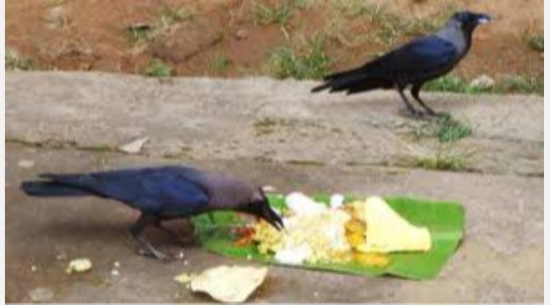 pitru-dosam-kagam-food-eat-remedy