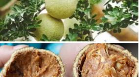 wood-apple-health-benefits