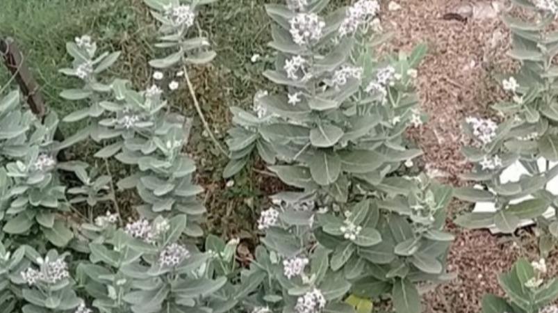 erukkam-chedi-medicine-health-tips