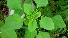 kuppai-meni-leaf-health-medicine-tips