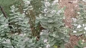 erukkam-chedi-medicine-health-tips