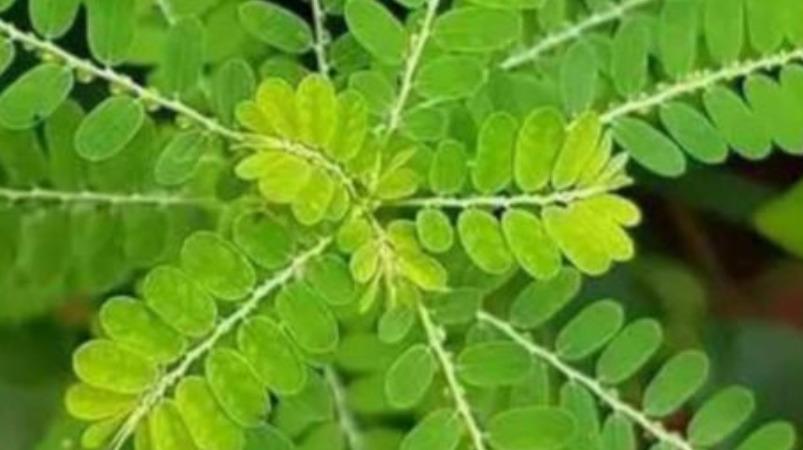 kizha-nelli-leaf-sex-problem-health-tips
