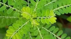 kizha-nelli-leaf-sex-problem-health-tips