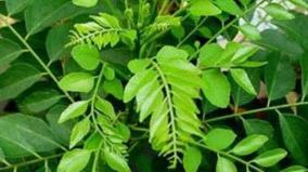 karivepillai-health-tips