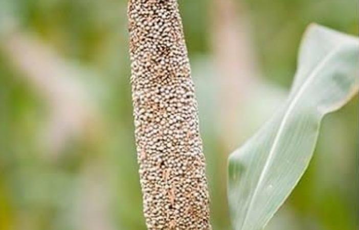 kambu-ulcers-health-tips