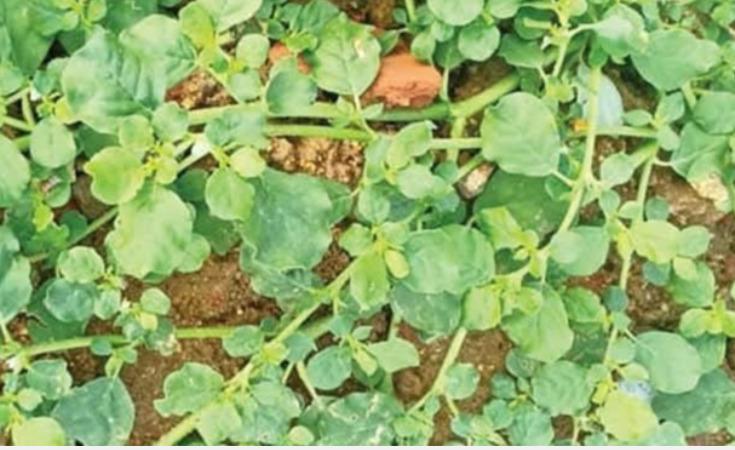 urinary-problem-health-tips