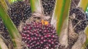 palm-oil-health-tips