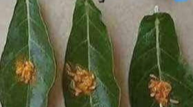 ratha-saptami-poojai-remedy