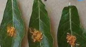 ratha-saptami-poojai-remedy