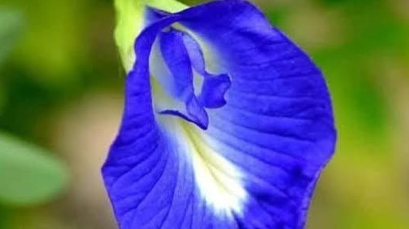 sungu-poo-cancel-care-health-tips