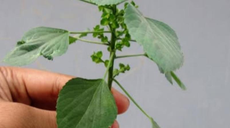 kuppai-meni-leaf-health-tips