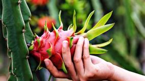 dragon-fruits-health-tips