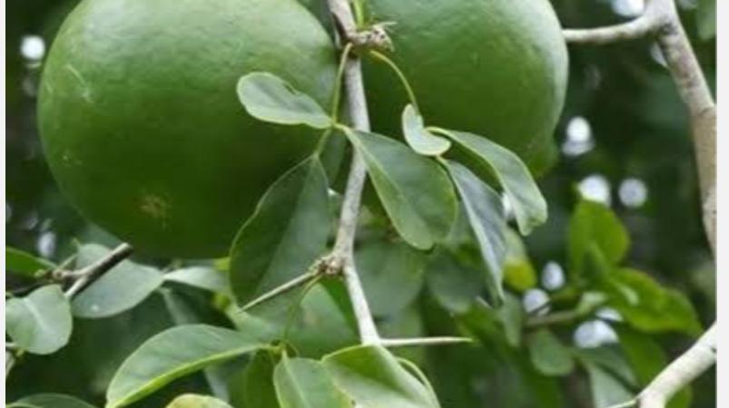 vilva-elai-medicine-health-tips