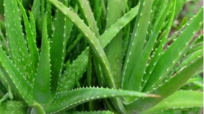 aloe-vera-uses-in-tamil