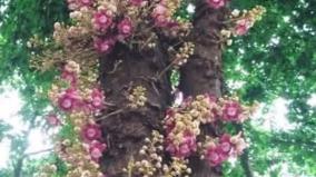 nagalingam-tree-pushpam-poojai-parikaram