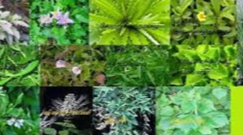 mooligai-health-tips