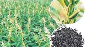 karuppu-ellu-cancer-disease-health-tips