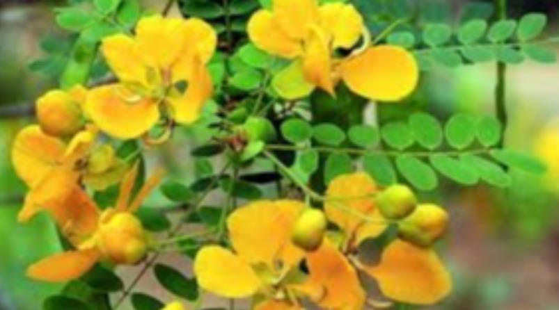 avarampoo-health-tips