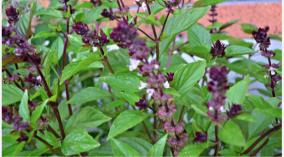 thiruneetru-pachilai-health-tips