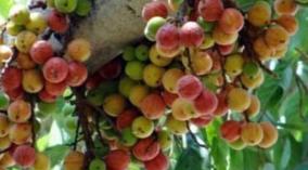 fig-fruit-athipalam