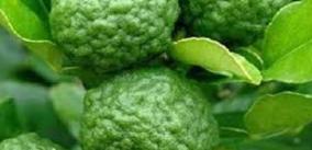 narthanga-health-tips