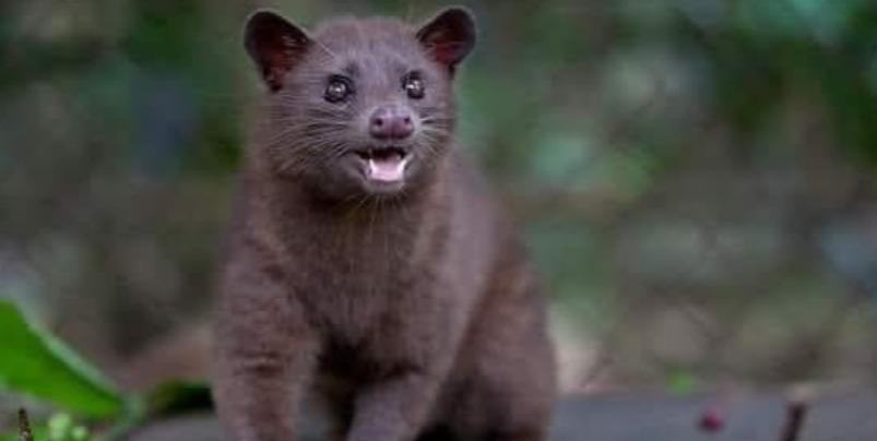 punugu-poonai-scientific-news