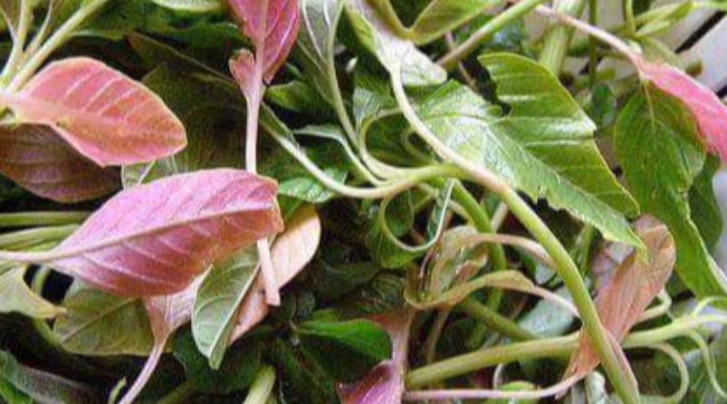 urinary-problem-keerai-health-tips