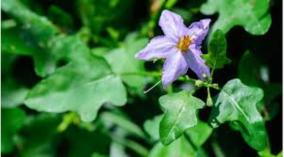 thoothuvalai-health-tips