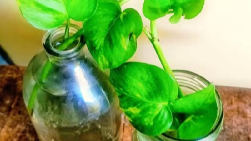 money-plant-benefits