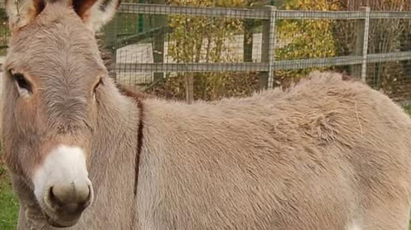 kazuthai-milk-health-tips