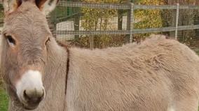 kazuthai-milk-health-tips