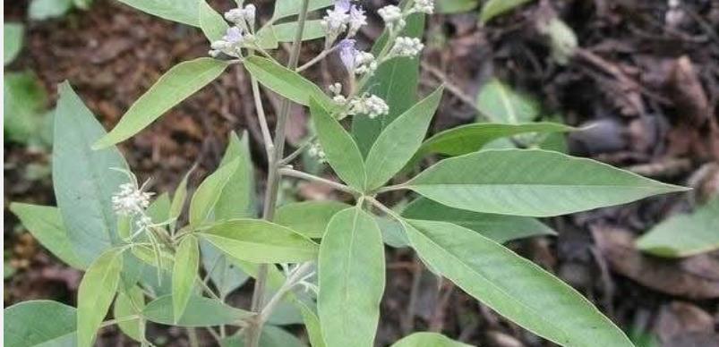 notchi-elai-health-tips