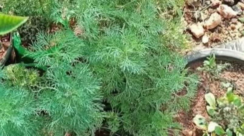 marikkolunthu-vasanai-health-tips