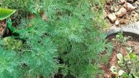 marikkolunthu-vasanai-health-tips