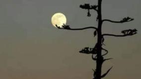 short-story-thenkatti-ko-swaminathan