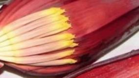banana-flower-health-tips