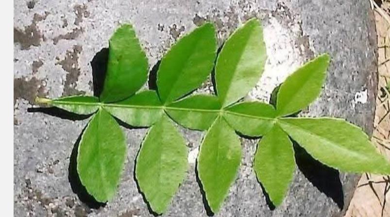 ezhu-jenma-paavam-poojai-remedy