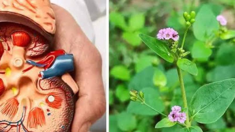 mukkirattai-keerai-health-tips