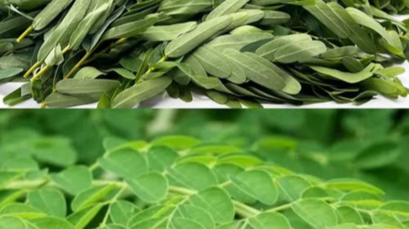 murungai-keerai-agathi-keerai